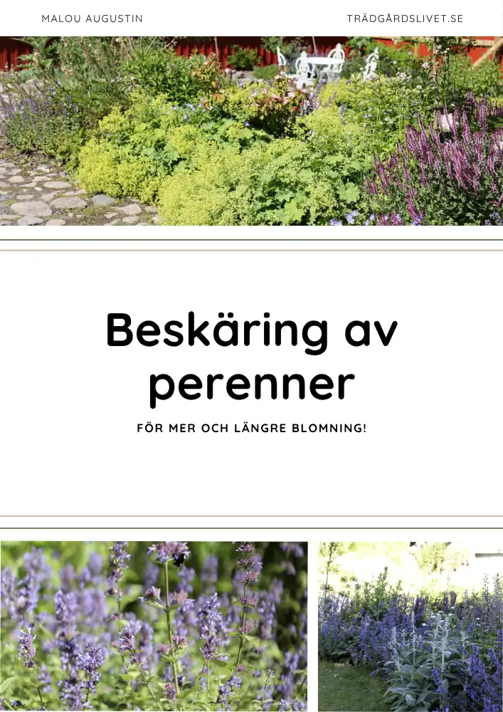 Beskär perenner för längre blomning