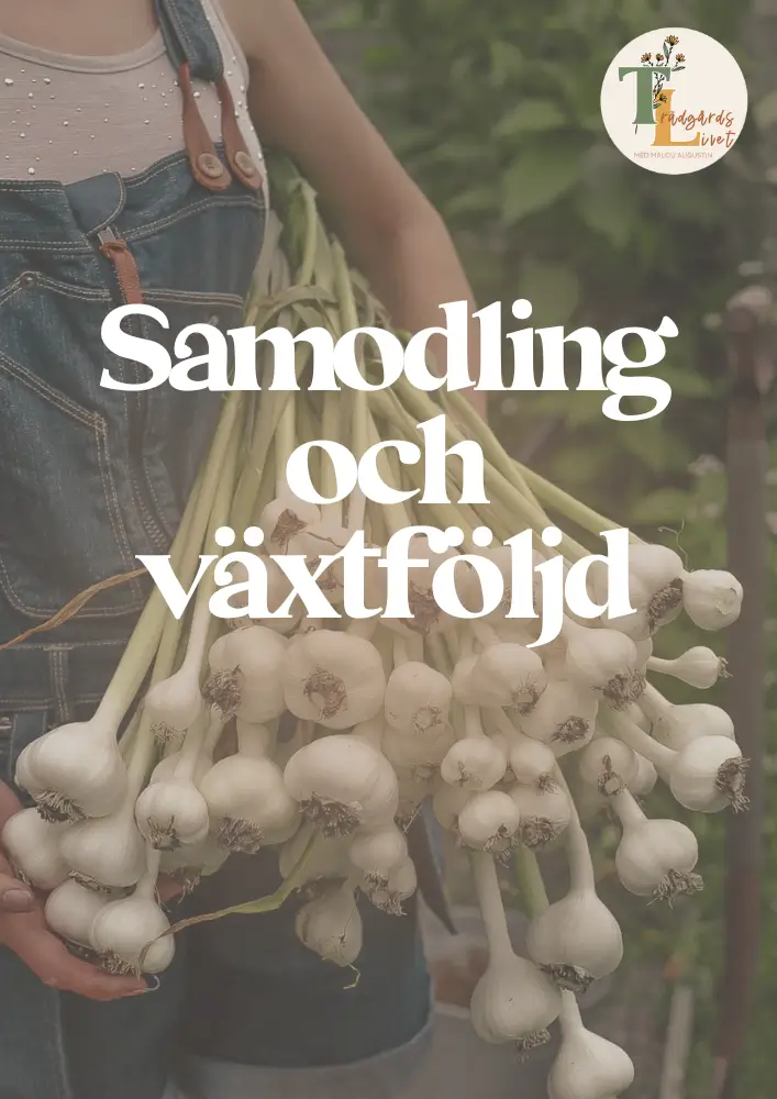 lär dig samplantera i köksträdgården